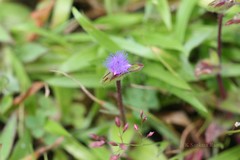 Cyanotis papilionacea